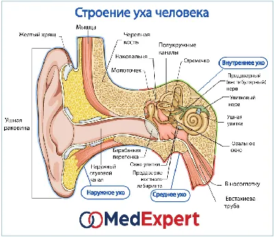 Ринопластика носа с толстой кожей в Москве - Damas Medical Center