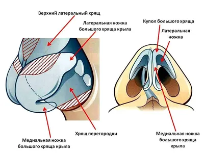 Нос человека: краткое руководство по строению и функциональным особенностям  - Блог проекта OMORFIA