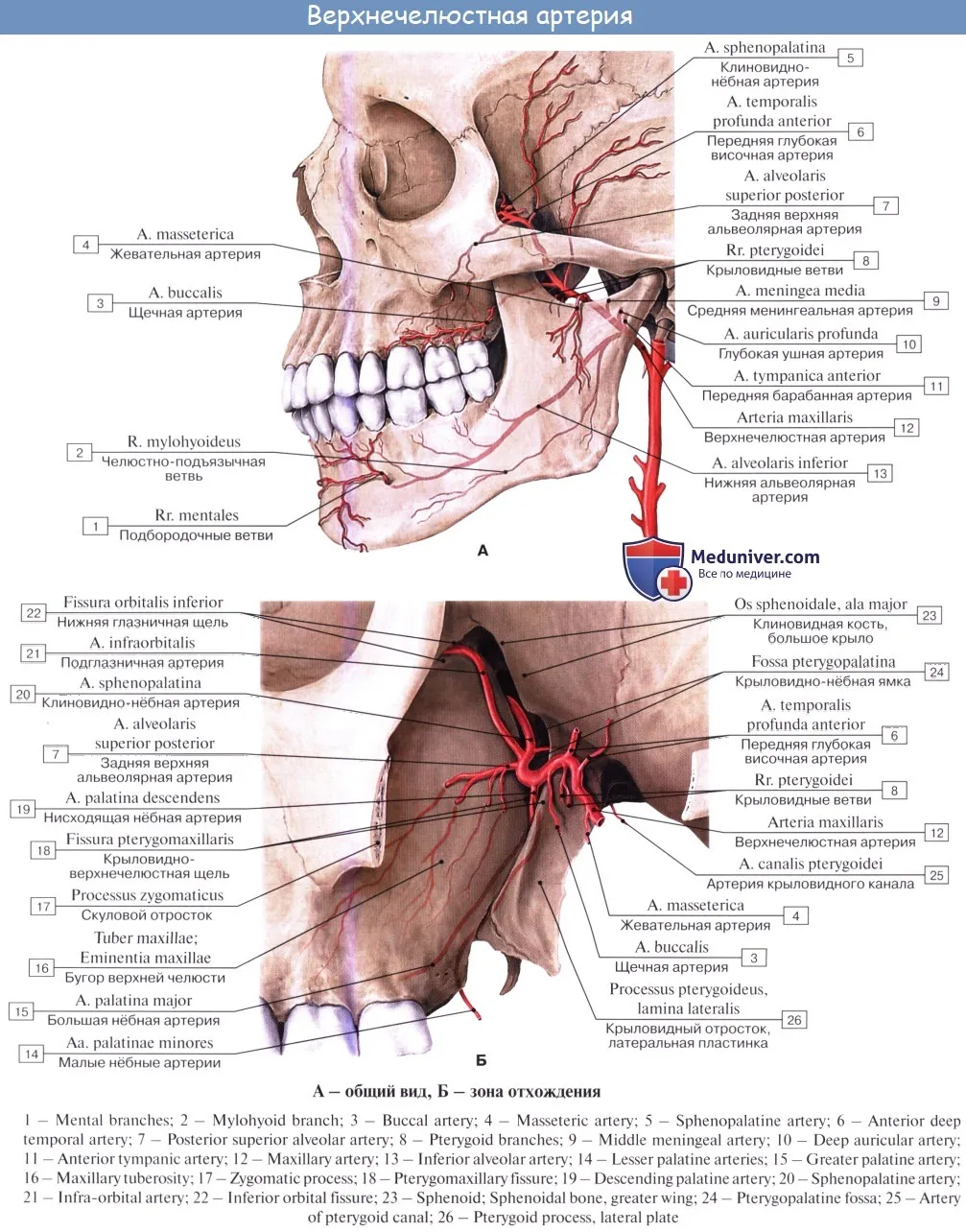Отверстие нижней вены. Нижнечелюстной отдел верхнечелюстной артерии. Крылонебный отдел верхнечелюстной артерии. Ветви подглазничной артерии. Артерия максилярис анатомия.