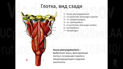 Причины евстахиита. Лечение туботита в Москве