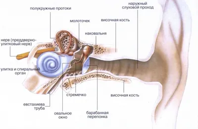 Диагностика - Опухоли головы и шеи