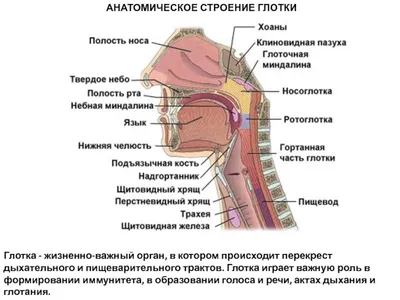 Зожник | Почему при холоде текут сопли