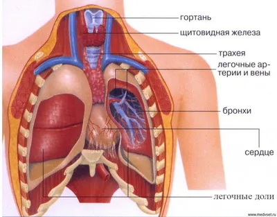 Анатомия человека. Строение и расположение внутренних органов человека.  Органы грудной клетки, брюшной полости, органов мало… | Анатомия человека,  Анатомия, Человек