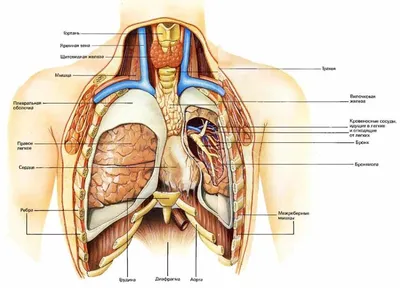 Внутренние органы картинки (59 лучших фото)