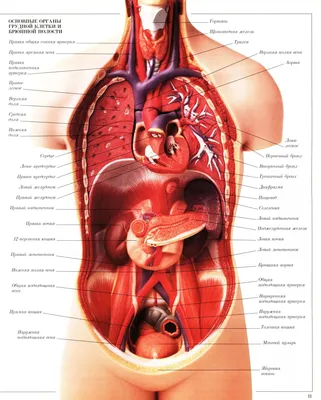 Взаимное расположение внутренних органов и скелета человека (постер). |  Анатомия, Эндокринная система, Человек