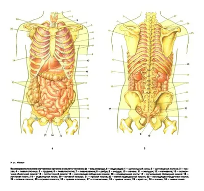 Строение внутренних органов человека. Анатомия. Старинная гравюра купить в  галерее Rarita в Москве