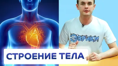 Строение тела человека. Анатомия для школьников флэпбук электронный шаблон.  | Рабочие листы Обучение Школа Иллюстрации леттеринг Procreate | Дзен