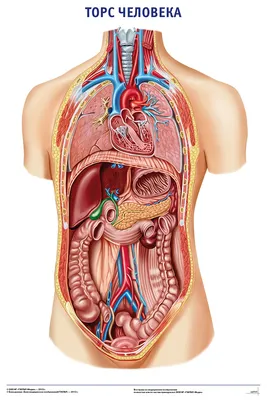 Анатомия человека: почки, печень (арт. МЕД-03) стенд информационный  медицинский купить в интернет магазине с доставкой