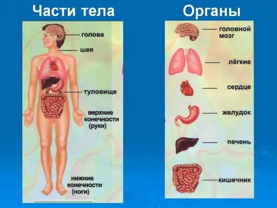 Анатомия человека. Системы и органы