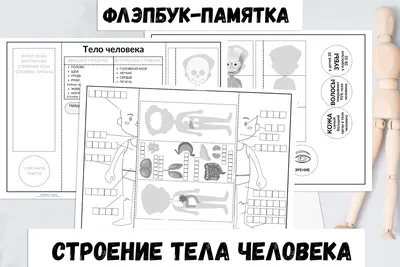 Анатомия человека: простое и доступное описание анатомических и  физиологических особенностей тела человека