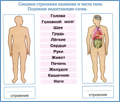 Картинки внутренних органов (49 фото) » Юмор, позитив и много смешных  картинок