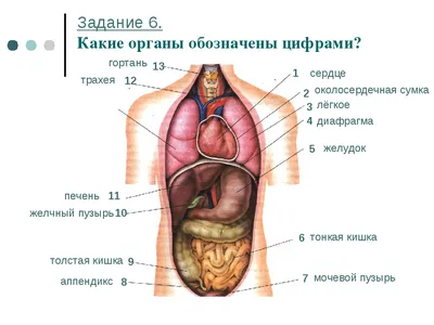 Внутренние органы картинки (59 лучших фото)