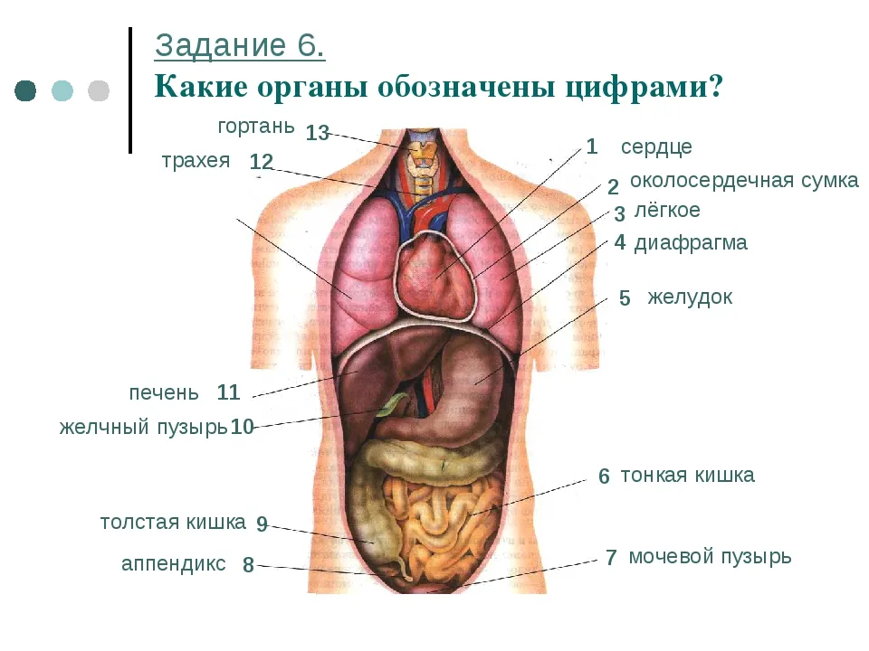 Расположение внутренних органов человека схема фото. Органы внутри человека расположение. Расположение органов у человека сбоку. Расположение органов у человека в картинках спереди у мужчин.