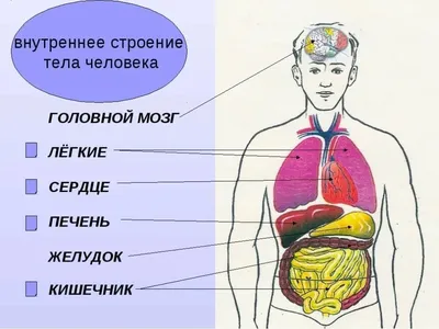 Анатомия человека фото - 