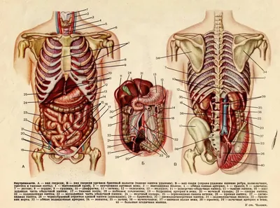 Внутренние органы картинки (59 лучших фото)
