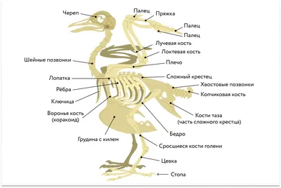 Класс Птицы: общая характеристика • Биология, Животные • Фоксфорд Учебник