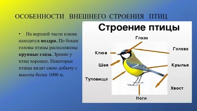 Смотреть диафильм Внутренее строение птиц