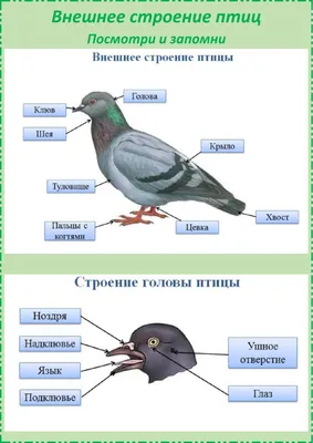 43. Особенности внутреннего строения птиц