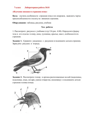 Птичье крыло — Википедия