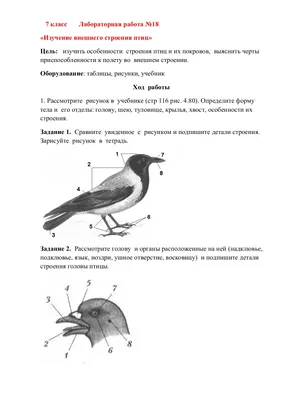 Строение птицы картинки