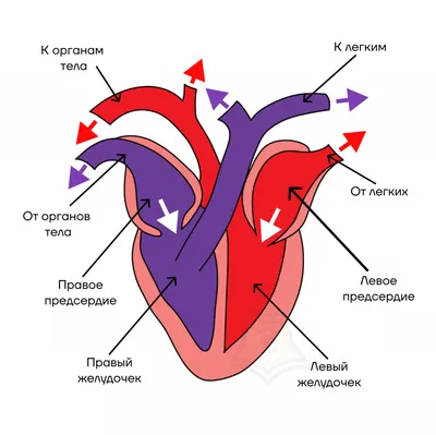 Класс Птицы: общая характеристика • Биология, Животные • Фоксфорд Учебник