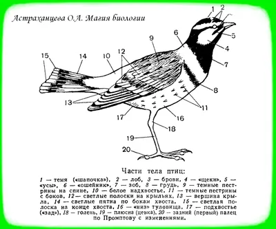 Магия Биологии: ФЕНОЛОГИЯ С ФЕЕЧКАМИ 5: ПТИЧКА, КТО ТЫ? ИЛИ КАК НАБЛЮДАТЬ  ПТИЦ