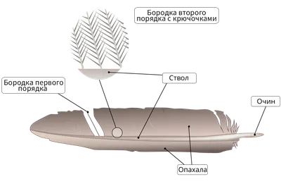 Внешнее строение птицы Воробей - карточки Монтессори купить и скачать