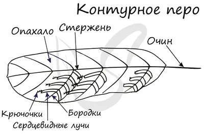 Класс Птицы. Внешнее и внутреннее строение птиц. Биология 7 класс. Отряд  птиц Пингвинообразные. ЕГЭ - YouTube