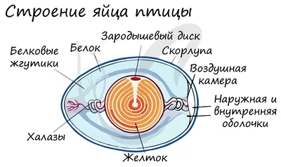 Класс птицы, подготовка к ЕГЭ по биологии