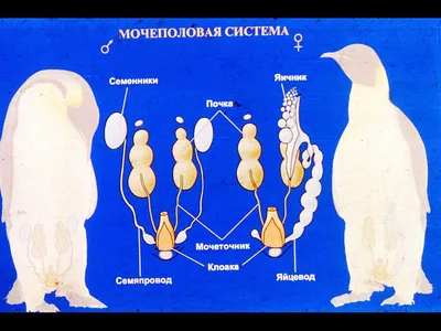 Помогите пожалуйста,биология 7 класс строение птиц,заполните схему -  Школьные Знания.com