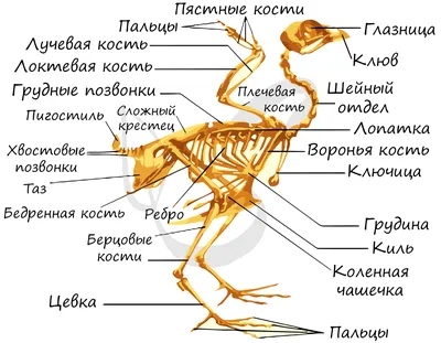 расмотрите внешнее строение птицы.Определите,какими цыфрами обозгачены на  рисунке (голова, - Школьные Знания.com