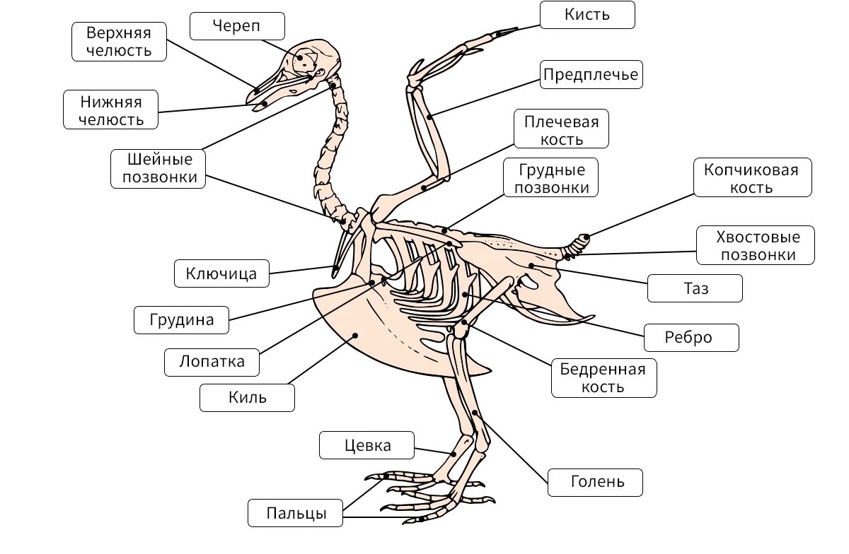 Лабораторная работа по теме внешнее строение птиц. Скелет птицы. Скелет птицы киль. Наружнее скелет птицы. Скелет птицы с подписями.