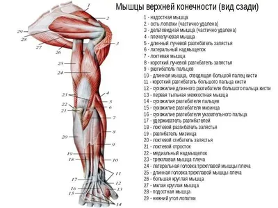 3D Анатомия человека - мышцы кисти. / 3D Anatomy human - muscles hand. -  YouTube