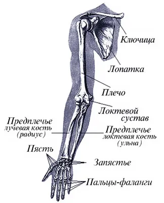 Анатомия. Руки.