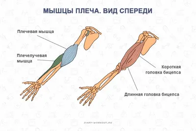 Человек с четырьмя руками! Как такое возможно?! | Любитель выпить | Дзен