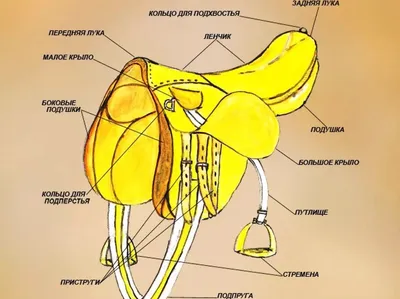 Рисунки узда для лошади (36 фото) »