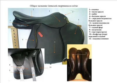 Строение седла для лошади. Что нужно знать при выборе седла - Кінний портал  України