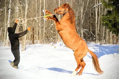 как научить лошадь не ложиться на повод - Конный клуб, конюшня в Ромашково,  лошади, обучение верховой езде, верховая езда в Москве, катание на лошадях,  школа верховой езды, конный спорт, уроки верховой езды,
