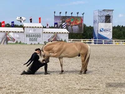 Упряжь для лошадей: ее строение, фото и видео