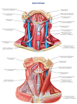 Мышцы шеи человека — Википедия