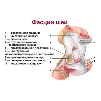 Строение шеи, старение и омоложение области шеи