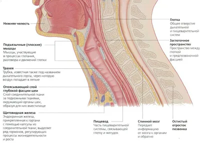 Щитовидная железа ― строение, особенности, значение щитовидной железы для  организма человека.