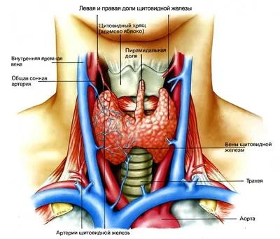 Голова и шея KT : нормальная анатомия | e-Anatomy