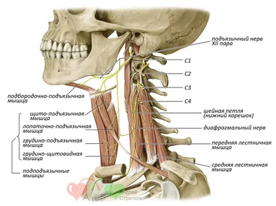 Голова и шея | Биология, Учащиеся медучилища, Анатомия и физиология