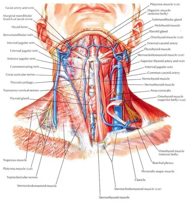 Боли в шее: 5 важных аспектов, которых НУЖНО знать! | Боль в шее,  Упражнения для шеи, Анатомия человека