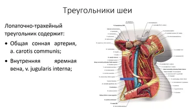 КАЗАНСКИЙ ГОСУДАРСТВЕННЫЙ МЕДИЦИНСКИЙ УНИВЕРСИТЕТ КАФЕДРА ТОПОГРА