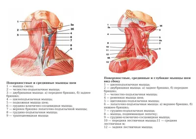 Строение шеи человека спереди и сзади: лимфоузлы и мышцы шеи, их болезни и  лечение