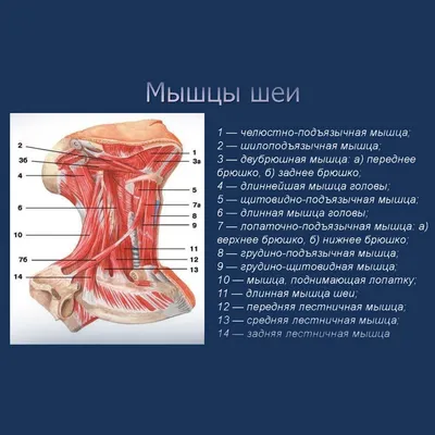 Анатомия человека: голова, шея. Возрастные изменения