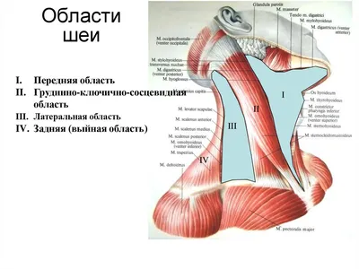 3D Анатомия лица, шеи и головы – Студия массажа