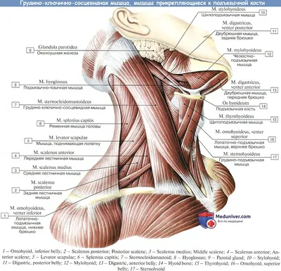 Анатомия : Средние мышцы шеи, или мышцы подъязычной кости.